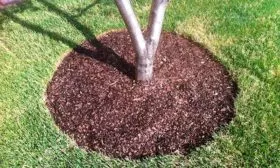 яблоня Легенда приствольный круг