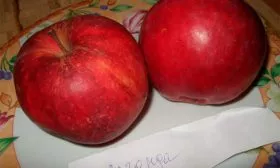 яблоня Легенда сбор яблок