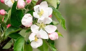 яблоня Легенда цветение