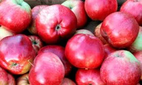 яблоня Легенда урожай