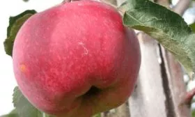 яблоня Легенда яблоко