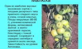 яблоня Малюха