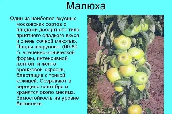 яблоня Малюха