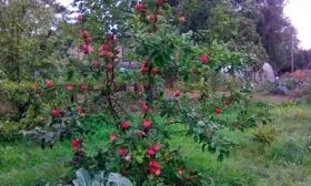 яблоня Мантет дерево