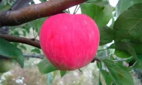 яблоня Мантет хранение