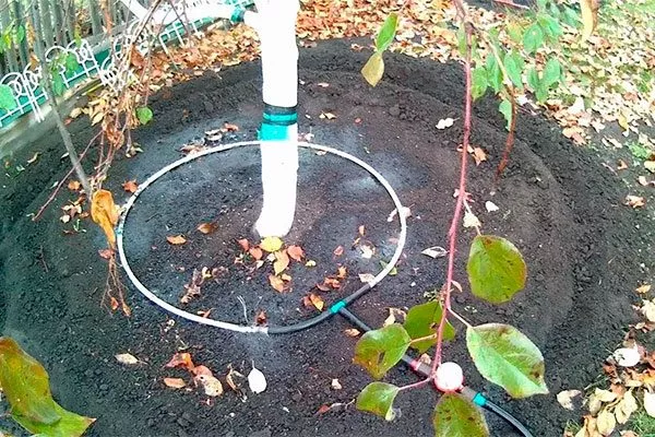 яблоня Мантет каперльный полив