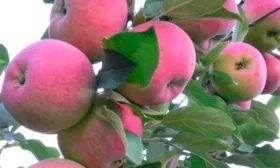 яблоня Мантет на ветке