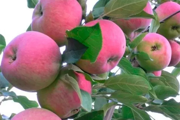 яблоня Мантет на ветке