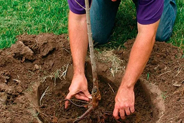 яблоня Мантет посадка саженца