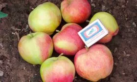 яблоня Мантет размер