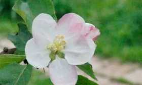 яблоня Мантет цветение
