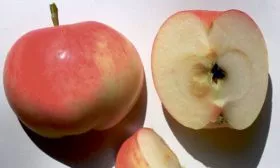 яблоня Мантет вкус и применение