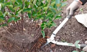 яблоня матент размножение