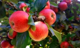 Яблоня Мечта