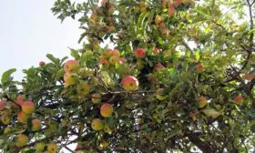 Яблоня Мечта дерево