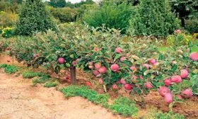 Яблоня Мечта карлик