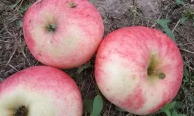 Яблоня Мечта ьклорусская