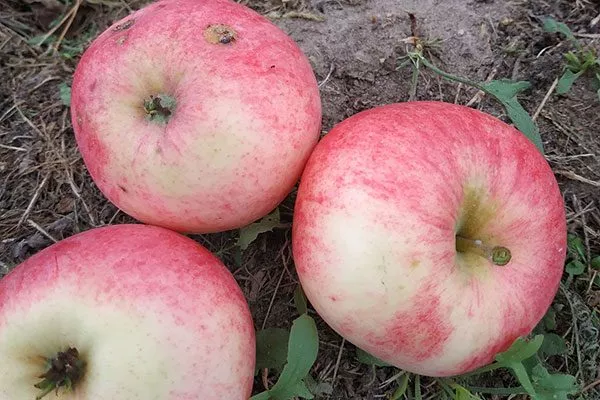 Яблоня Мечта ьклорусская