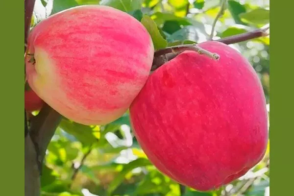 Яблоня Мечта летняя