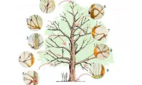 Яблоня Мечта обрезка