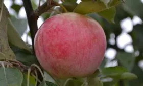 Яблоня Мечта описание