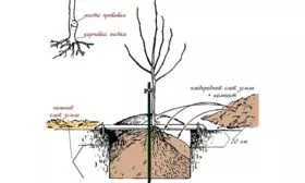 Яблоня Мечта посадка