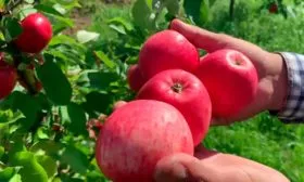 Яблоня Мечта созревание