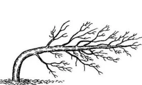 Яблоня Мечта стелется