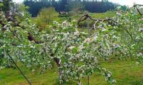 Яблоня Мечта стелющаяся