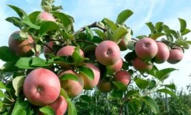 Яблоня Мечта свердловкий