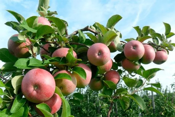 Яблоня Мечта свердловкий