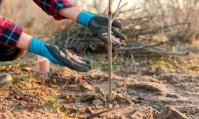 Яблоня Мечта удобрение