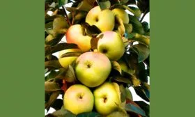 Яблоня Медовая