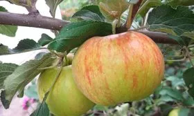Яблоня Медовая плоды