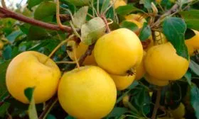 Яблоня Медовая Уральская