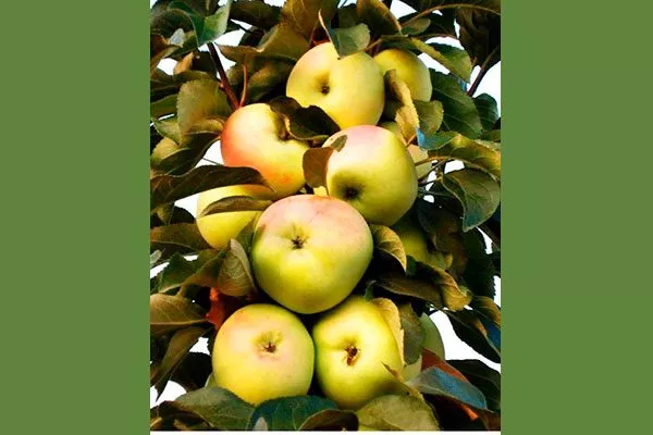 Яблоня Медовая