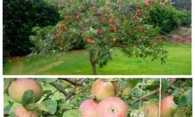 Яблоня Медуница дерево