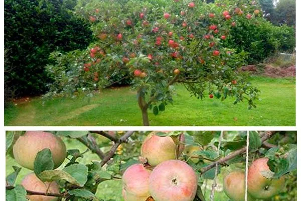 Яблоня Медуница дерево