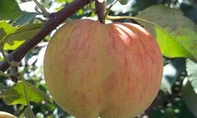 Яблоня Медуница плод