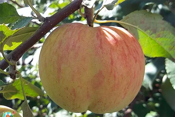 Яблоня Медуница плод