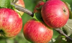 Яблоня Медуница плоды
