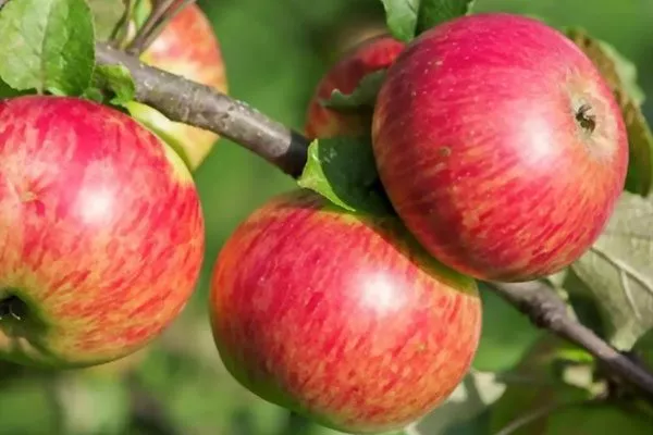 Яблоня Медуница плоды