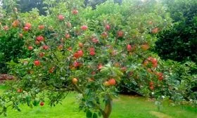 Яблоня Медуница полукарлик