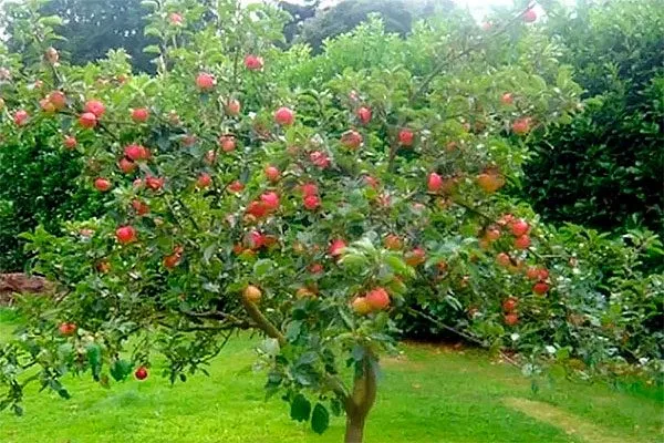 Яблоня Медуница полукарлик