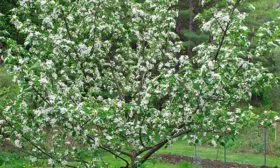 Яблоня Медуница цветение