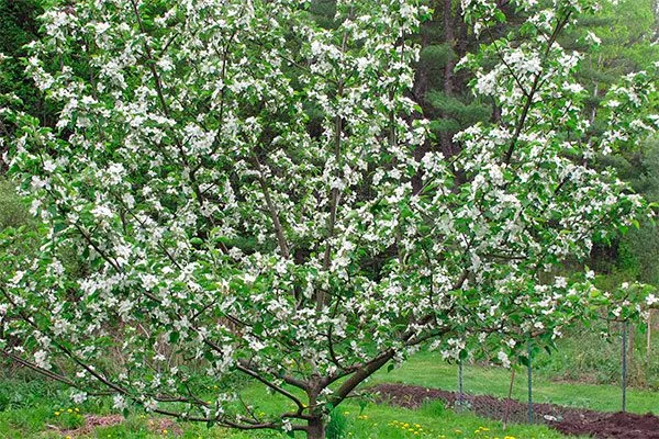 Яблоня Медуница цветение