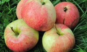 Яблоня Медуница урожай