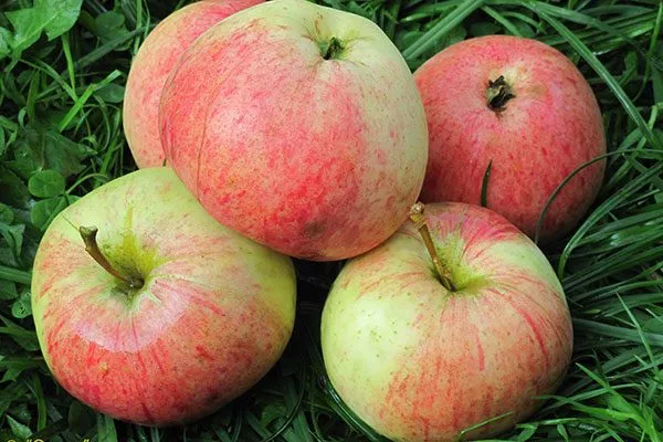 Яблоня Медуница урожай