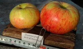 Яблоня Медуница зимняя