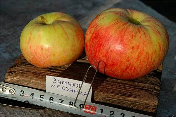 Яблоня Медуница зимняя